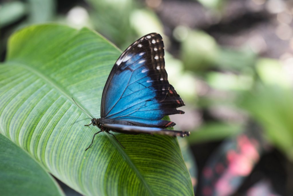 World tourism day 2022 Belize passport Postage stamp